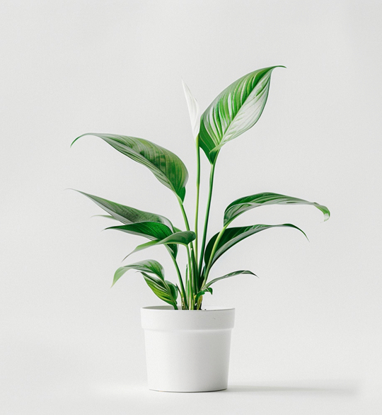 product-03